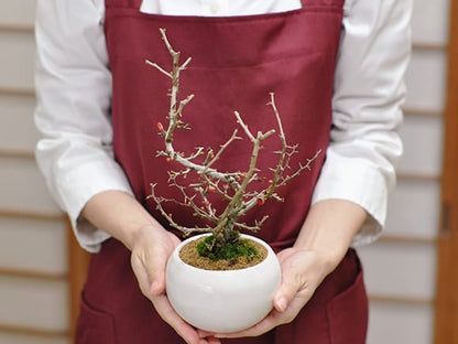 【母の日】枝ぶりの良い長寿梅 樹齢10年 信楽焼陶器鉢