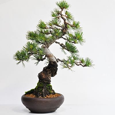 鬼無の五葉松 威風堂々【本格盆栽】ブランド盆栽