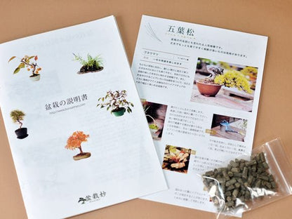 五葉松の盆栽 生子鉄鉢 育て方冊子と肥料付き 【ギフト】【敬老の日】