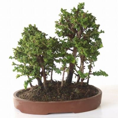 石化桧の盆栽を販売｜父の日プレゼントの盆栽妙 – 盆栽妙 本店