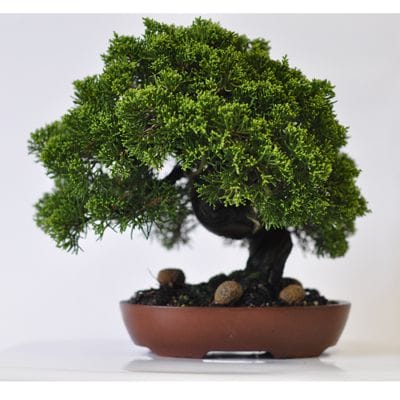 樹高50㎝黒松盆栽】真柏 ⭕REPO155様、専用❗ 樹高50㎝黒松盆栽