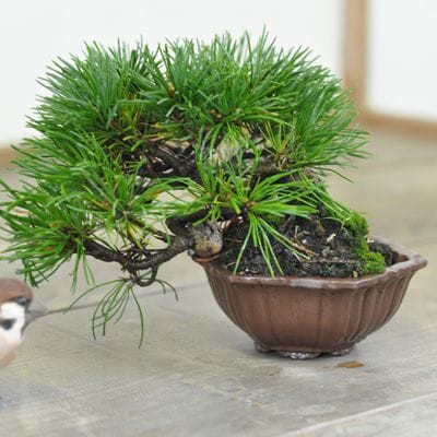 五葉松 1点もの No.525の盆栽を販売｜通信講座は盆栽妙 – 盆栽妙 本店