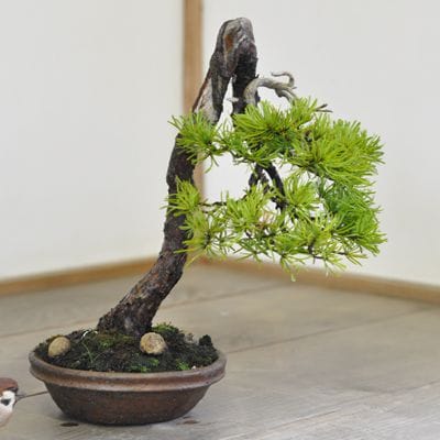 五葉松 1点もの No.529の盆栽を販売｜通信講座は盆栽妙 – 盆栽妙 本店