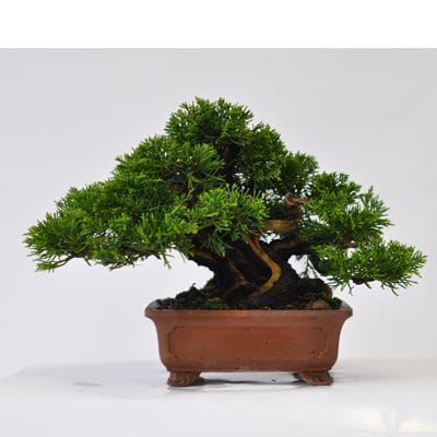 K*K様 [スペシャルサービスオークション盆栽]真柏：1 あ*き様 [サービスオークション盆栽]真柏