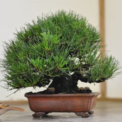 黒松 1点もの No.542の盆栽を販売｜はじめては盆栽妙 – 盆栽妙 本店