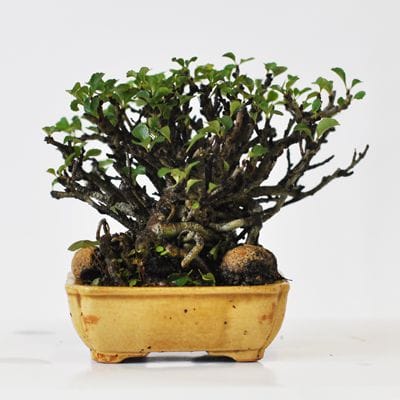 長寿梅盆栽 長寿梅 白花 【 24 S ― 32 】 - 小品盆栽専門店 湘風園