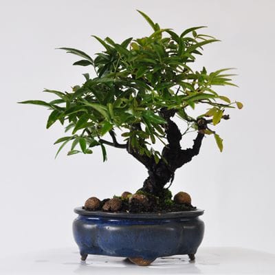 ミニ薔薇　モッコウバラ　白花　盆栽　まるり鉢 08683614db3aed4512ba0f40e296ba