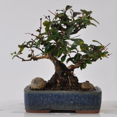 ウグイスカグラ 1点もの No.559の盆栽を販売｜はじめては盆栽妙 – 盆栽