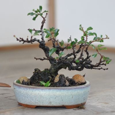 福助　長寿梅／チョウジュバイ　樹高３１㎝　紅花一号　根上り　古樹　展示素材　９Ｂ２０８４２ 母の日の贈り物に！送料無料。年に数回可憐な花が楽しめます紅長寿