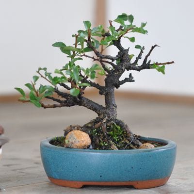 長寿梅 1点もの No.563の盆栽を販売｜はじめては盆栽妙 – 盆栽妙 本店