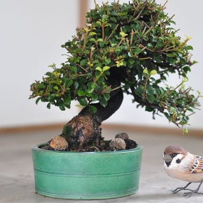 ガマズミ 金華山 1点もの No.568の盆栽を販売｜はじめては盆栽妙