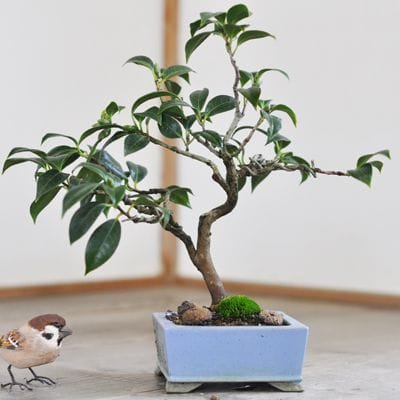 侘助　丸　浅め　盆栽鉢 庵治石 浅型円形鉢（鉢穴あり）の販売｜盆栽妙 – 盆栽妙 本店