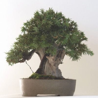 杜松 1点もの No.84の盆栽を販売｜父の日プレゼントの盆栽妙 – 盆栽妙 本店