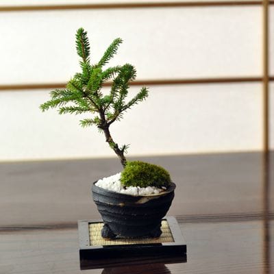 エゾ松 北海道産の松盆栽