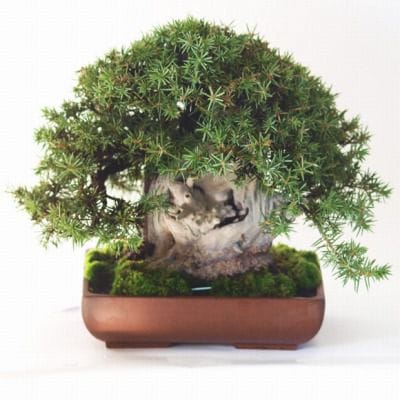 杜松（トショウ）ネズ　盆栽　中品サイズ ミニ杜松の盆栽を販売｜盆栽妙 – 盆栽妙 本店