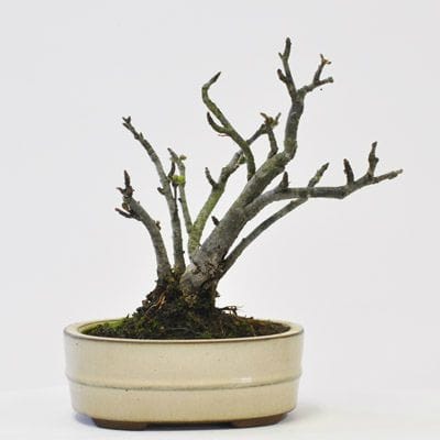 春ボケ 1点もの No.457の盆栽を販売｜通信講座は盆栽妙 – 盆栽妙