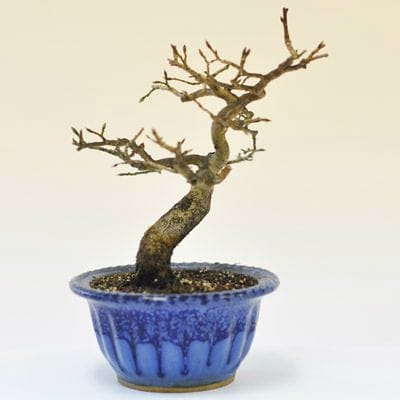 老爺柿 1点もの No.464の盆栽を販売｜通信講座は盆栽妙 – 盆栽妙 本店