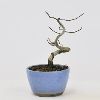 ブナ 1点もの No.576の盆栽を販売｜はじめては盆栽妙 – 盆栽妙 本店