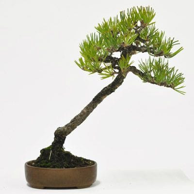 黒松 1点もの No.592の盆栽を販売｜はじめては盆栽妙 – 盆栽妙 本店