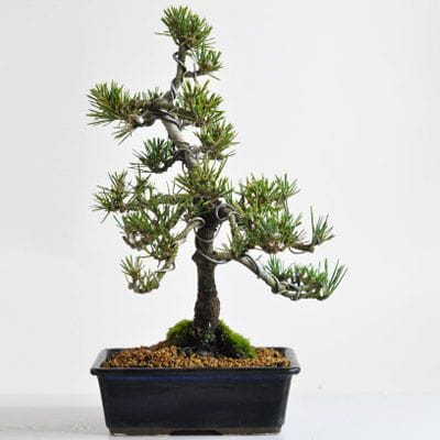 枝ぶりの良い寿松の盆栽を販売｜はじめる専門店 盆栽妙 – 盆栽妙 本店