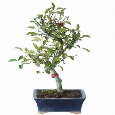 深山海棠 1点もの No.9の盆栽を販売｜ギフトを贈るなら盆栽妙 – 盆栽妙