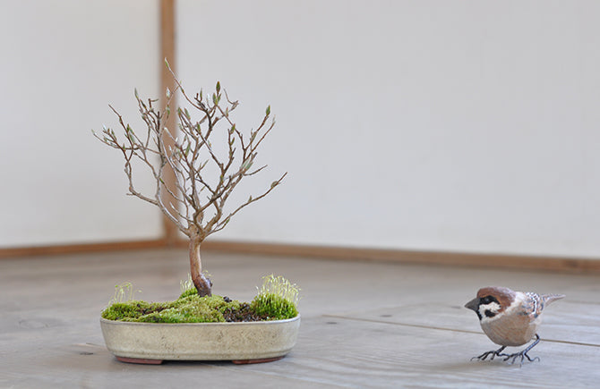 盆栽の樹形を徹底解説