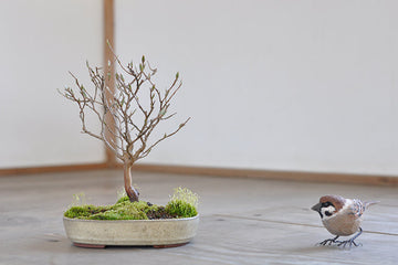 盆栽の樹形を徹底解説