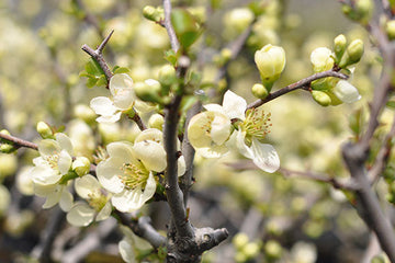 4月 現在の盆栽の状態