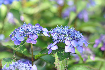 6月 現在の盆栽の状態