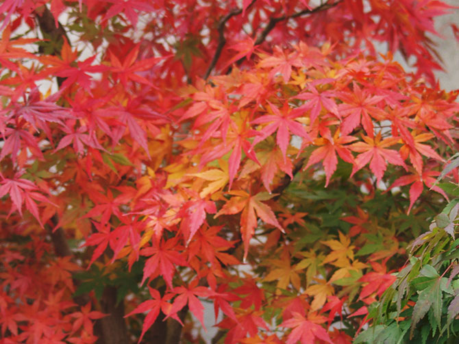 11月　現在の盆栽の状態