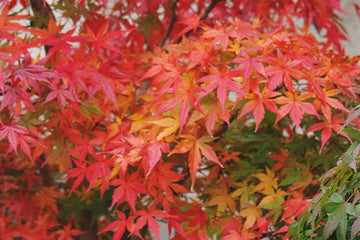 11月　現在の盆栽の状態