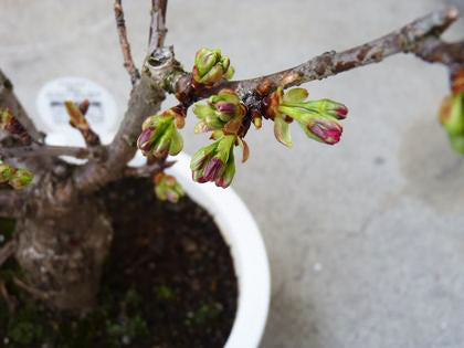 桜の開花まで