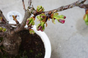 桜の開花まで