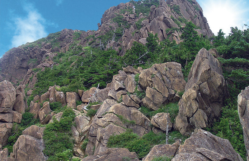 About Akaishi pine