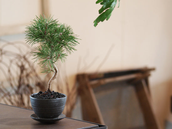 The bonsai styles