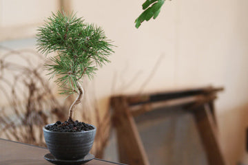 The bonsai styles