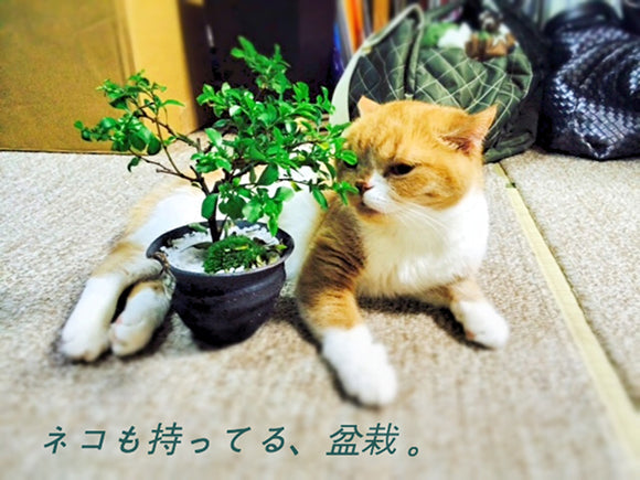 盆栽の選び方