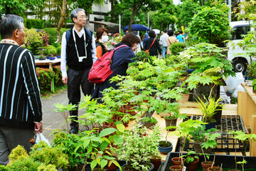 Places you can buy bonsai