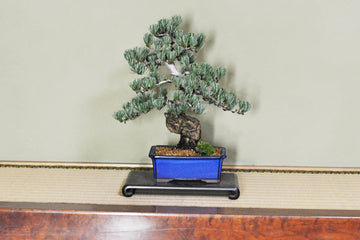 Bonsai=Gardening??