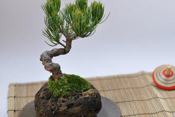 The history of Bonsai