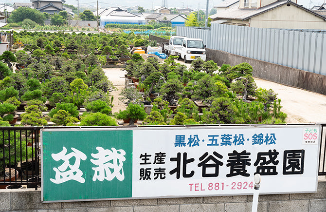 大型盆栽の雄 北谷養盛園