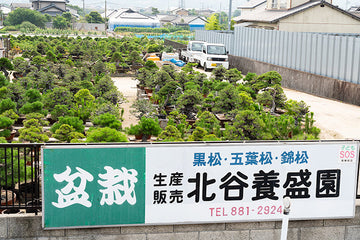 大型盆栽の雄 北谷養盛園