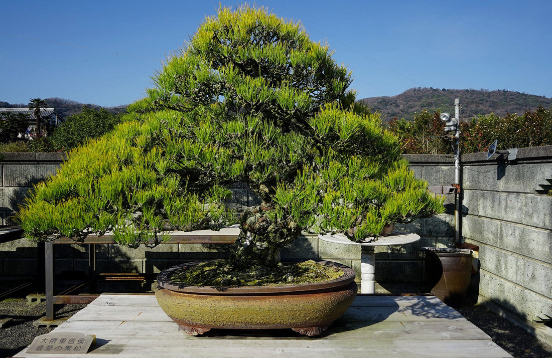 名品はここに モンスター盆栽ハンター 神松寿園