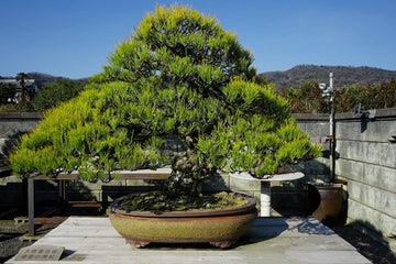 名品はここに モンスター盆栽ハンター 神松寿園