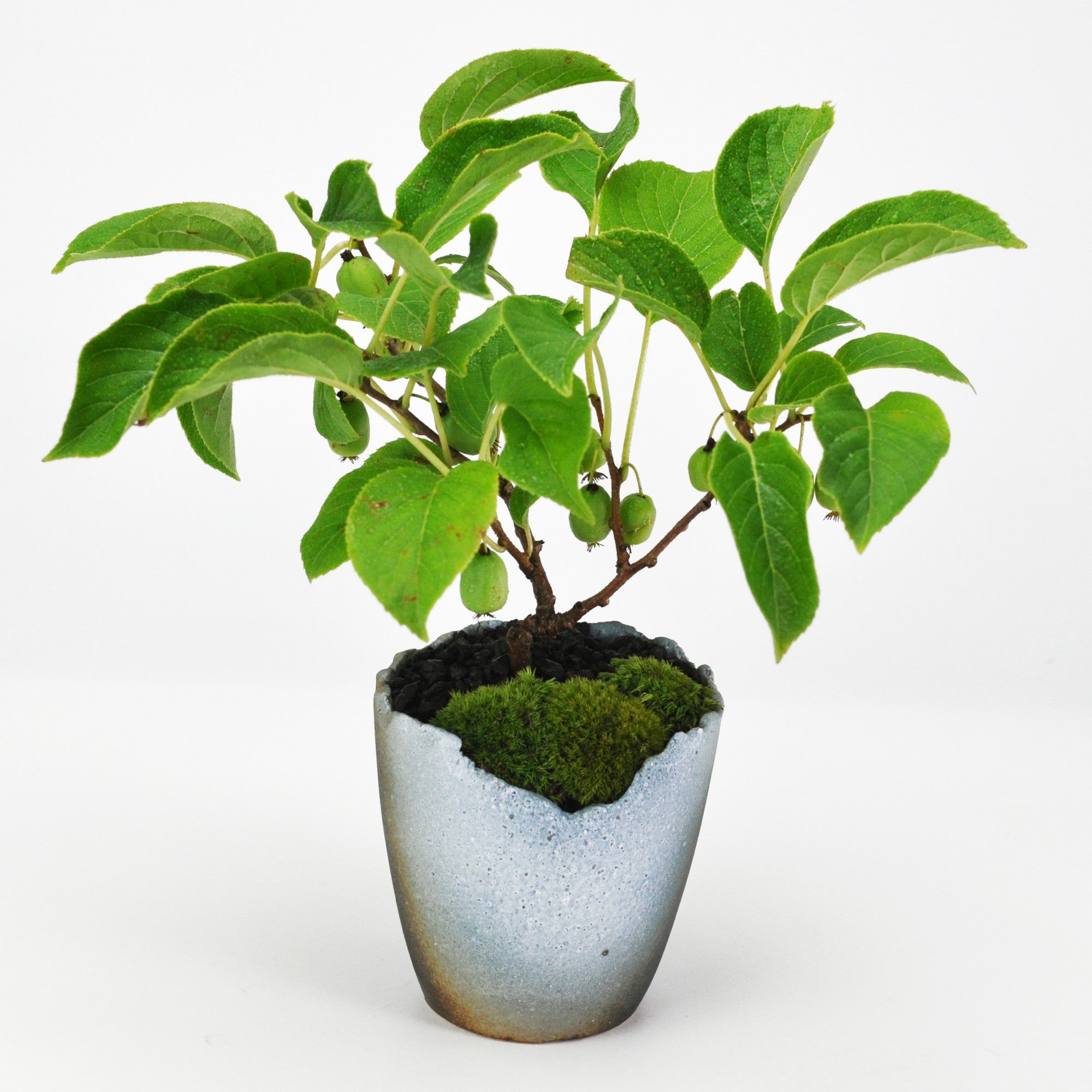 サルナシの育て方 – 盆栽妙 本店