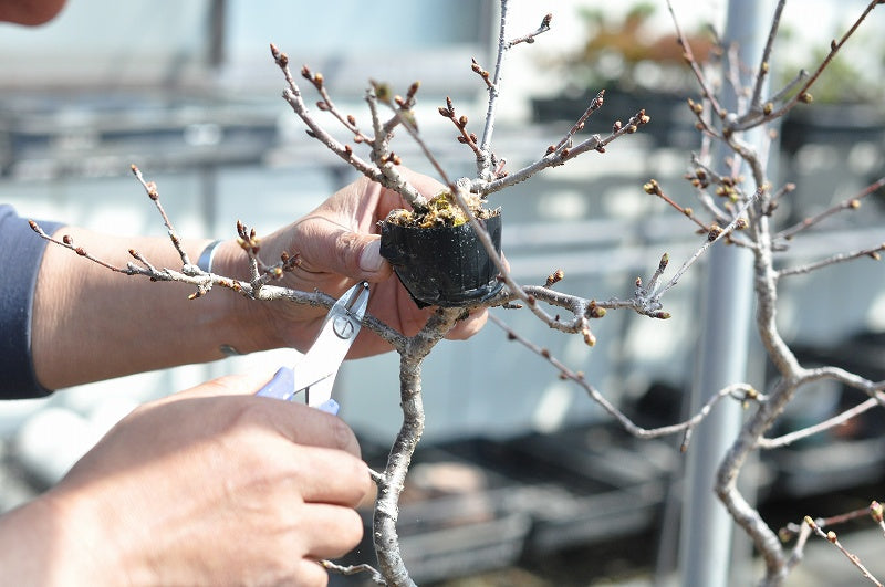 盆栽の作り方は４つの方法しかない