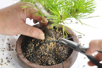 【基本の育て方】 植え替えの仕方