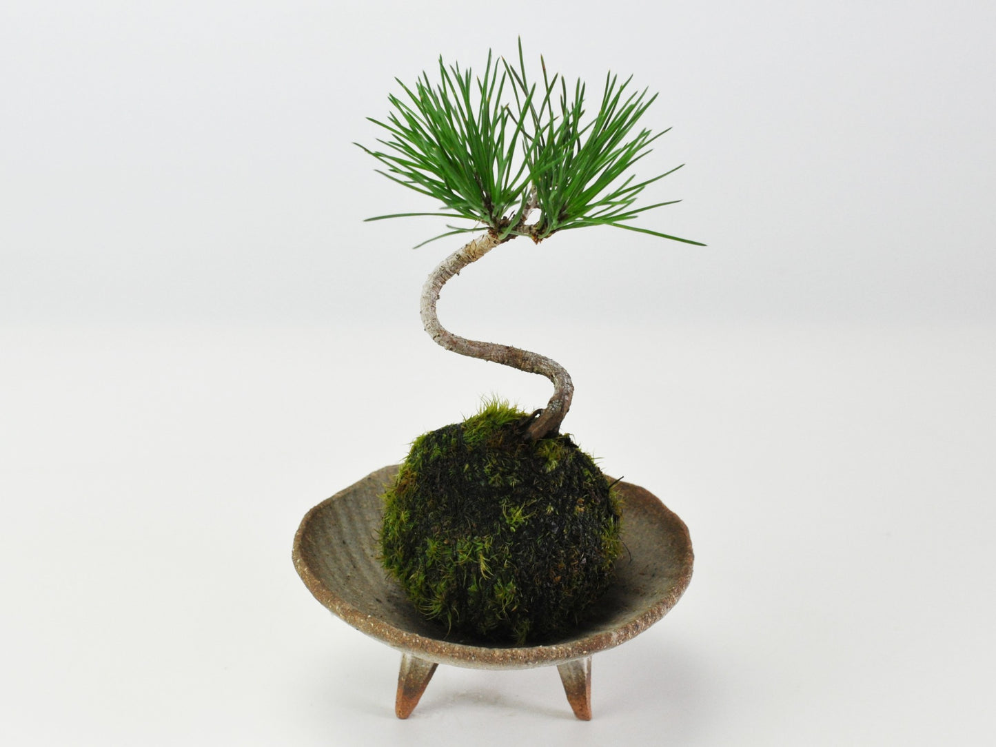 ミニ黒松の苔玉
