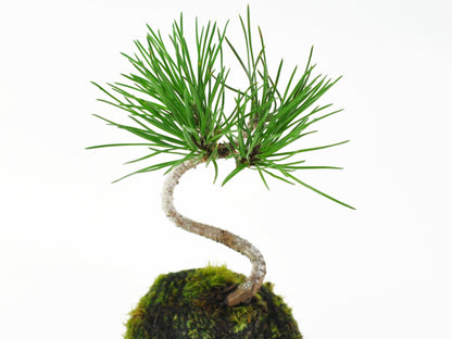 ミニ黒松の苔玉
