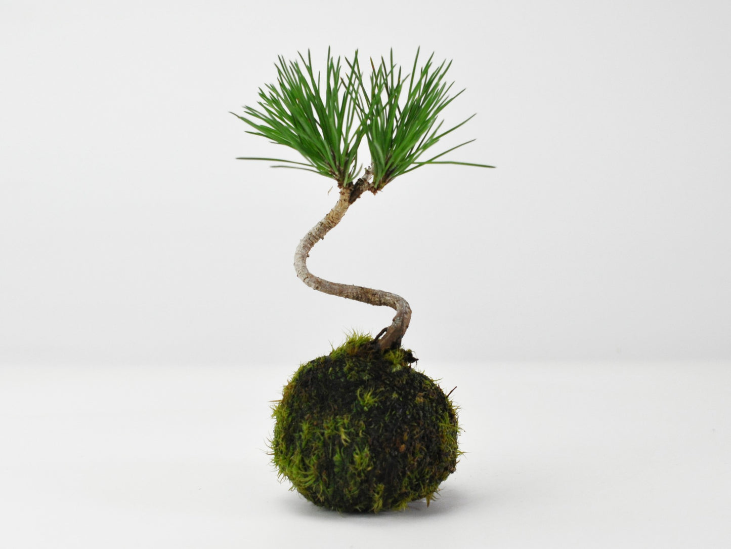 ミニ黒松の苔玉